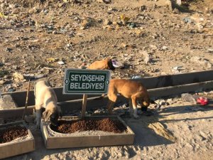 SEYDİŞEHİR BELEDİYESİNDEN SOKAK KÖPEKLERİNE KISIRLAŞTIRMA