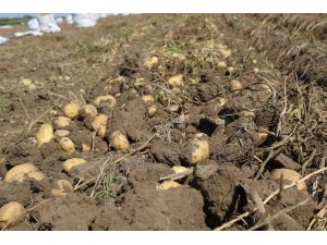 KONYA ŞEKER’DEN ÜRETİCİ ORTAKLARINA PATATES BEDEL ÖDEMESİ